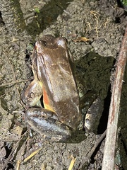 Leptodactylus savagei