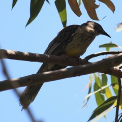 Anthochaera carunculata