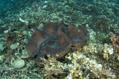 Tridacna gigas