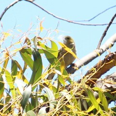 Ptilotula penicillata