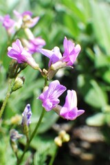Astragalus bourgovii
