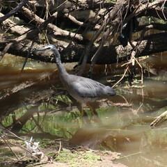 Egretta novaehollandiae