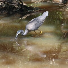 Egretta novaehollandiae