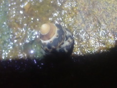 Bembicium auratum
