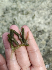 Caulerpa lentillifera