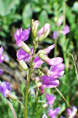 Astragalus bourgovii