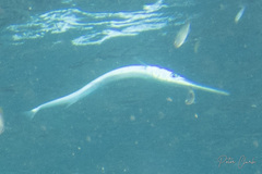 Tylosurus crocodilus