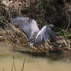 Egretta novaehollandiae