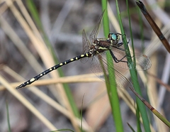 Synthemis eustalacta