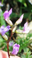 Astragalus bourgovii