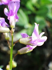 Astragalus bourgovii