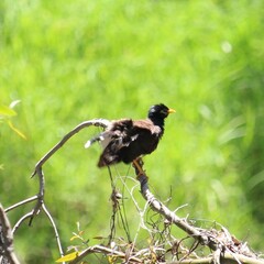 Acridotheres tristis