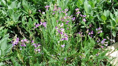 Astragalus bourgovii