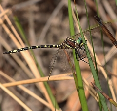 Synthemis eustalacta
