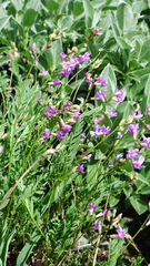 Astragalus bourgovii
