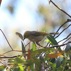 Ptilotula penicillata