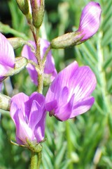 Astragalus bourgovii
