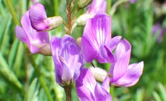 Astragalus bourgovii