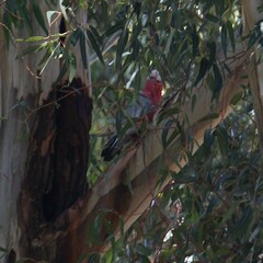 Eolophus roseicapilla