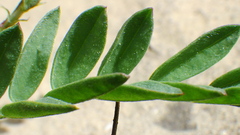 Astragalus bourgovii