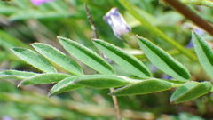 Astragalus bourgovii