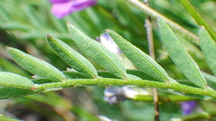 Astragalus bourgovii