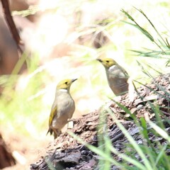 Ptilotula penicillata