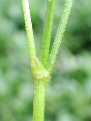 Astragalus bourgovii
