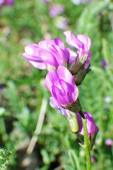 Astragalus bourgovii