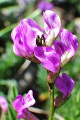 Astragalus bourgovii