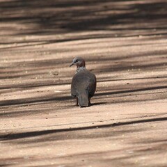 Streptopelia chinensis