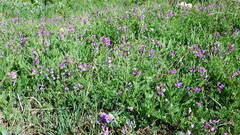 Astragalus bourgovii
