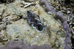 Tridacna crocea