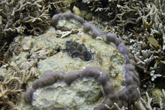 Tridacna crocea
