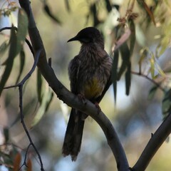 Anthochaera carunculata