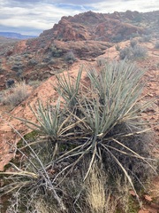 Yucca baccata