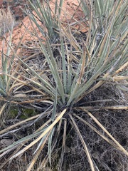Yucca baccata