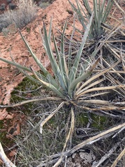 Yucca baccata