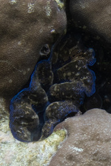 Tridacna crocea