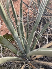 Yucca baccata
