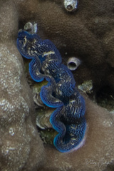 Tridacna crocea