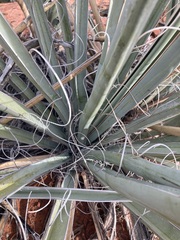 Yucca baccata