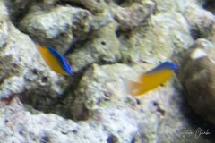 Pomacentrus simsiang