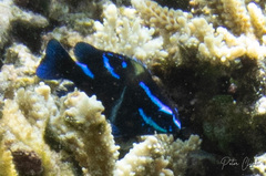 Neoglyphidodon oxyodon