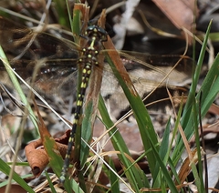 Synthemis eustalacta
