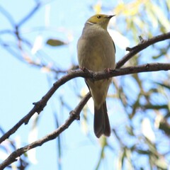 Ptilotula penicillata