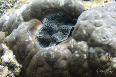 Tridacna crocea