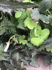 Oxalis