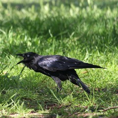 Corvus mellori