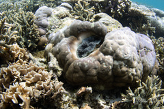 Tridacna crocea